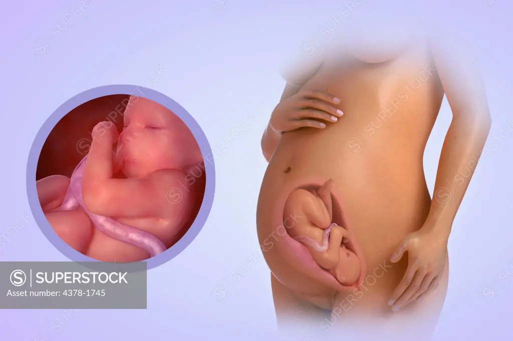 A human model showing pregnancy at week 31.