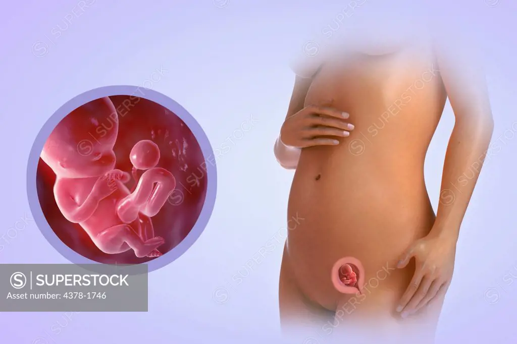 A human model showing pregnancy at week 10.