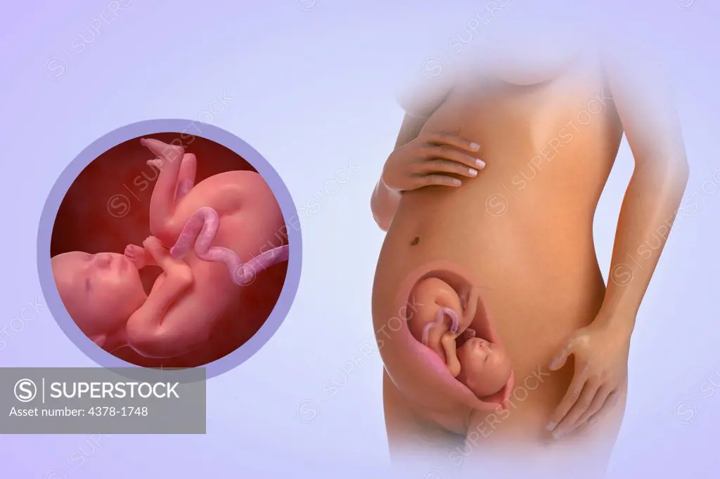 A human model showing pregnancy at week 25.