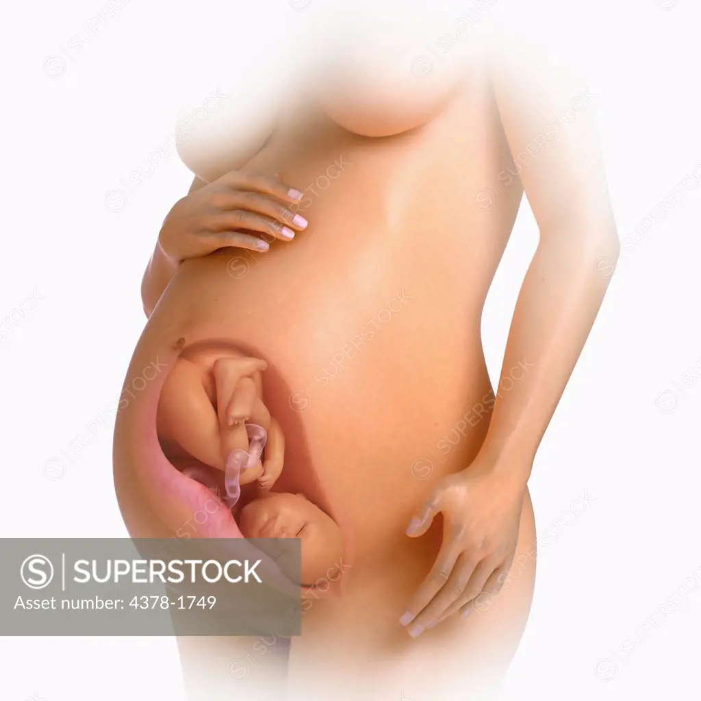 A human model showing pregnancy at week 39.