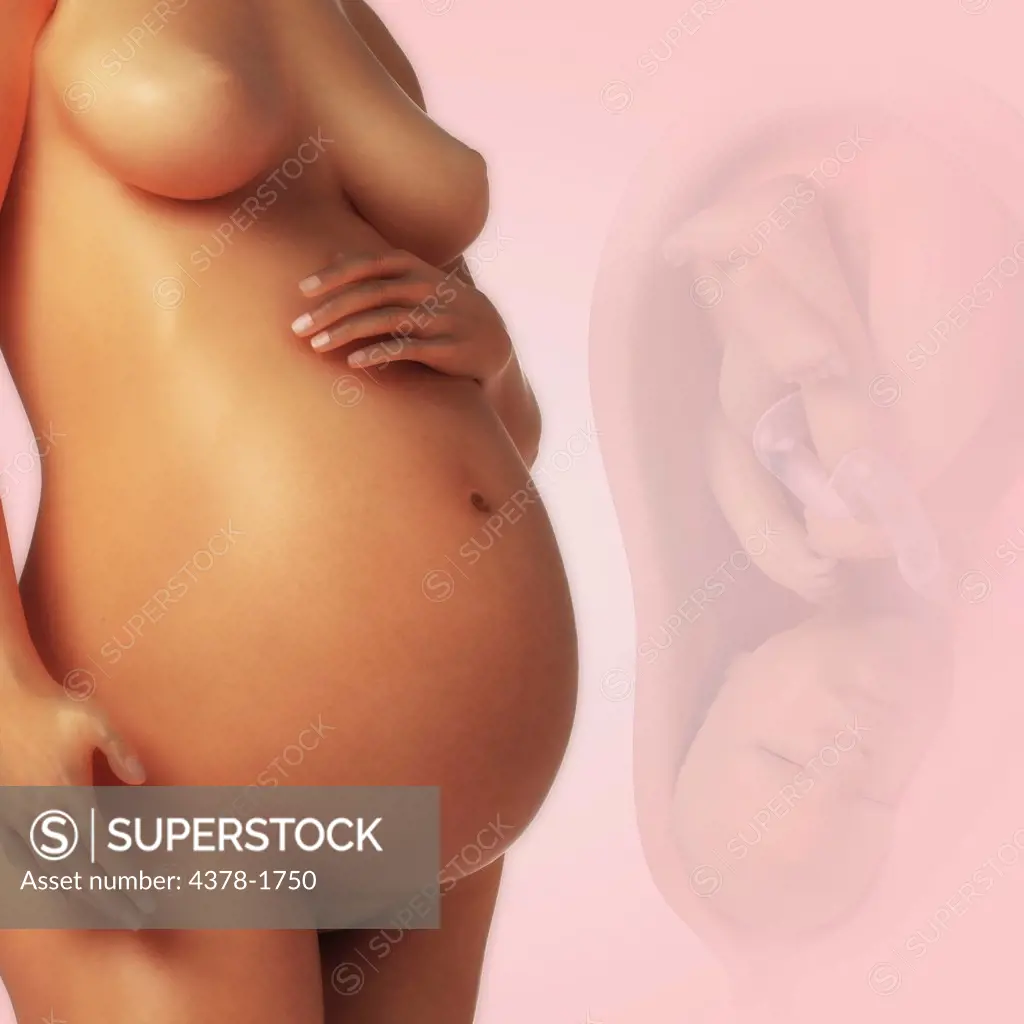 A human model showing pregnancy.