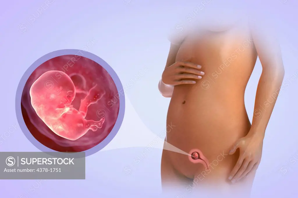 A human model showing pregnancy at week 9.
