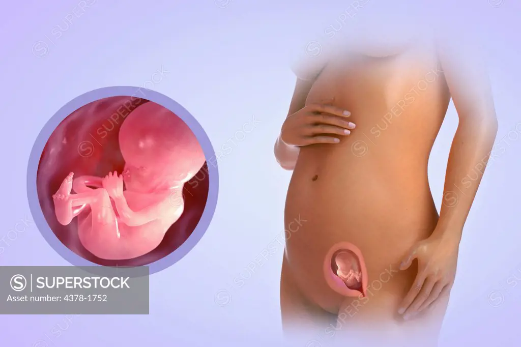 A human model showing pregnancy at week 14.