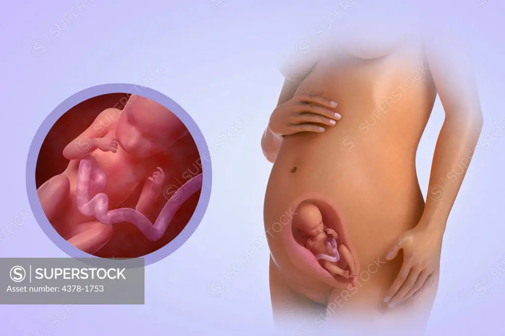 A human model showing pregnancy at week 23.