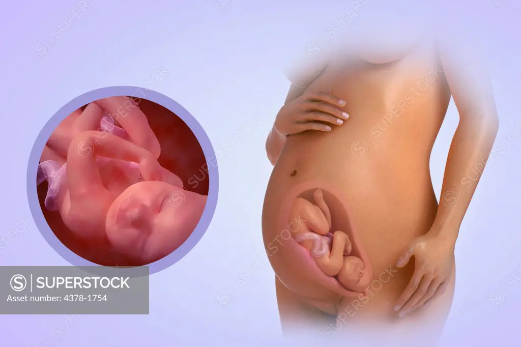 A human model showing pregnancy at week 30.