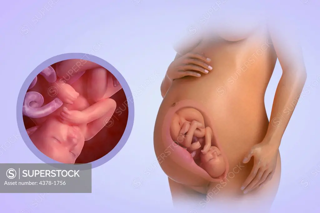 A human model showing pregnancy at week 38.
