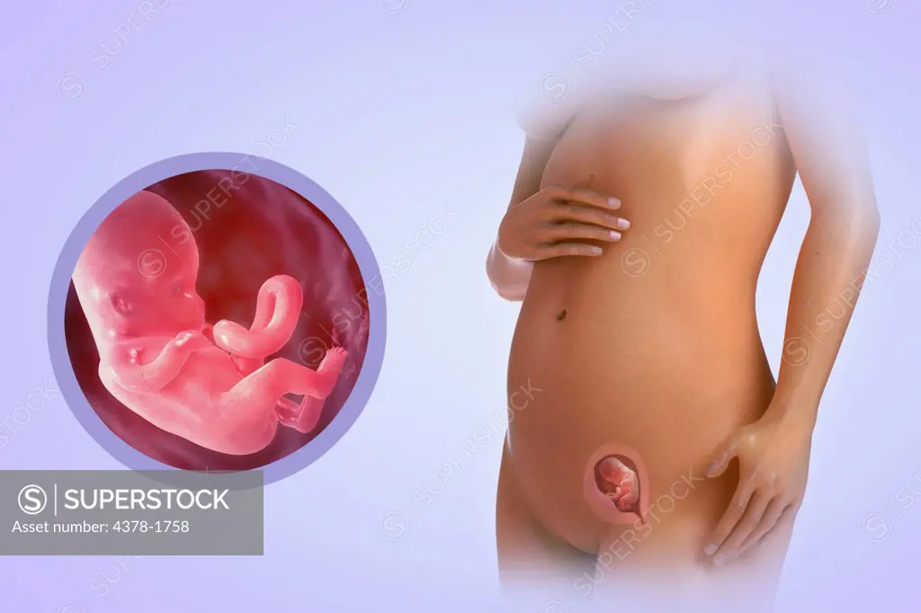 A human model showing pregnancy at week 12.