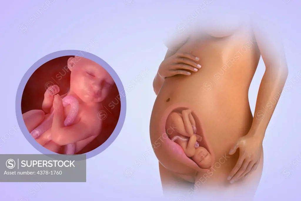 A human model showing pregnancy at week 32.
