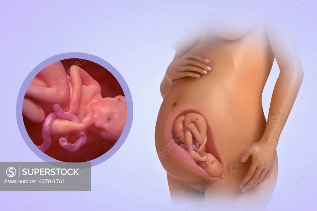 A human model showing pregnancy at week 35.