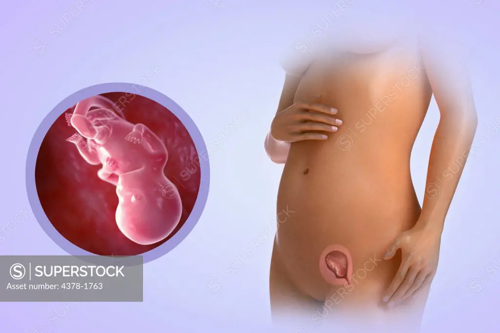 A human model showing pregnancy at week 11.
