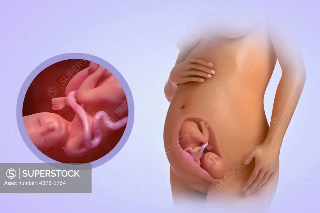 A human model showing pregnancy at week 27.