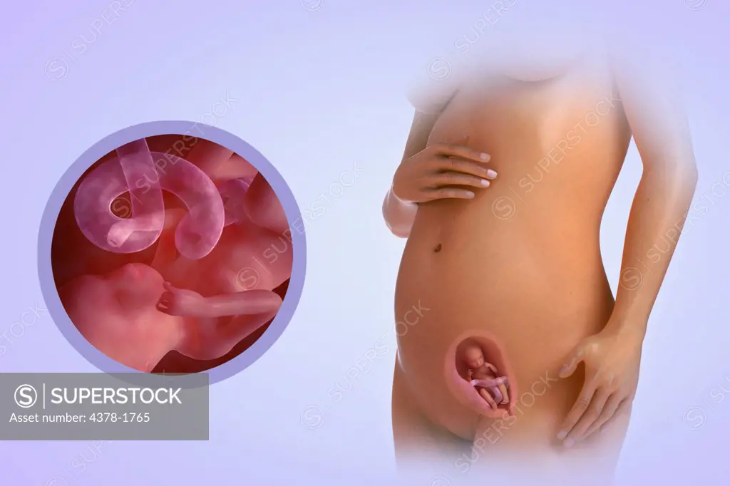 A human model showing pregnancy at week 16.
