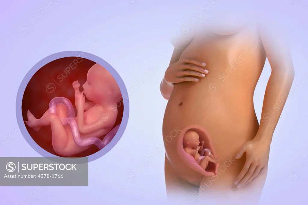 A human model showing pregnancy at week 21.