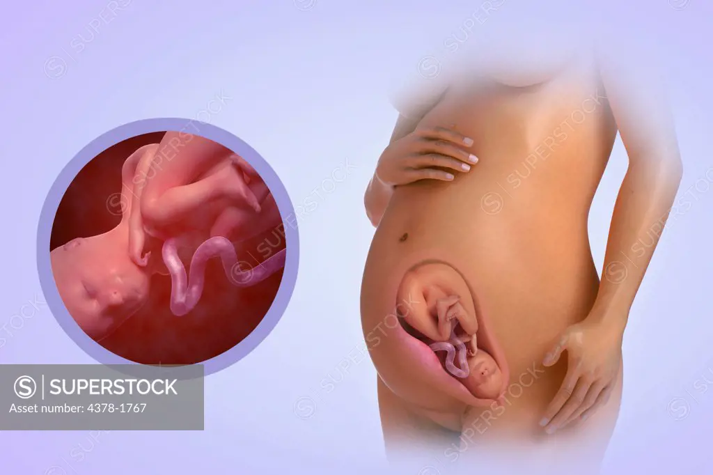 A human model showing pregnancy at week 29.