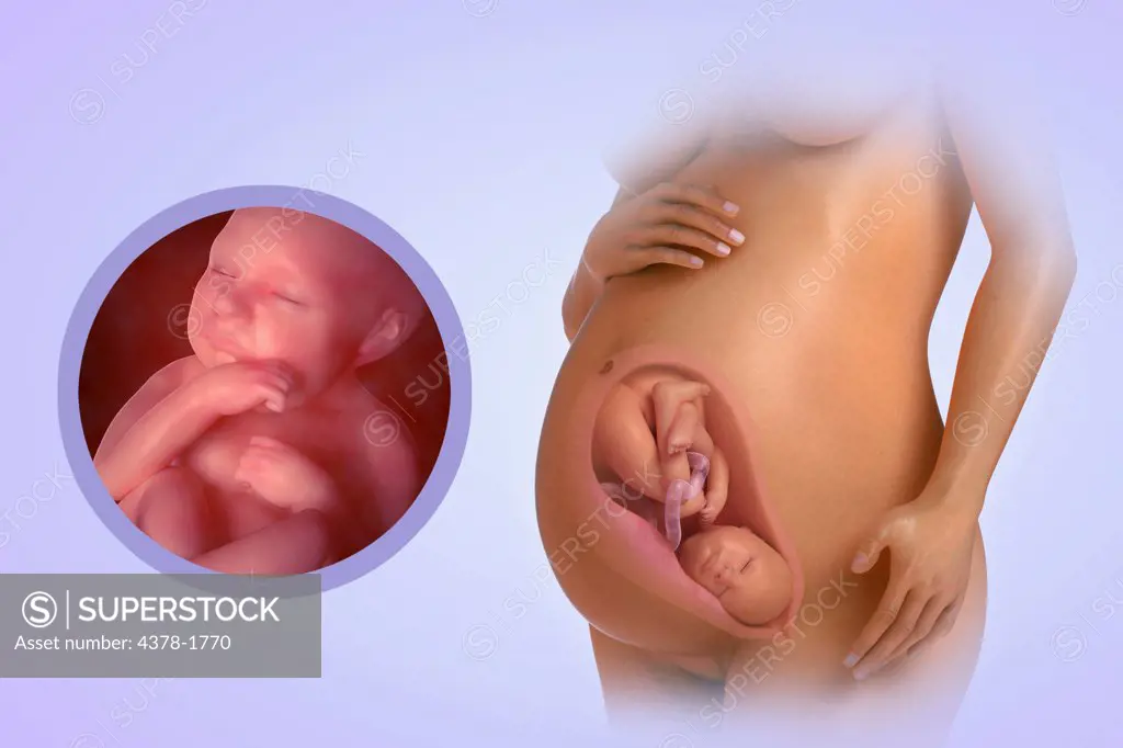 A human model showing pregnancy at week 39.