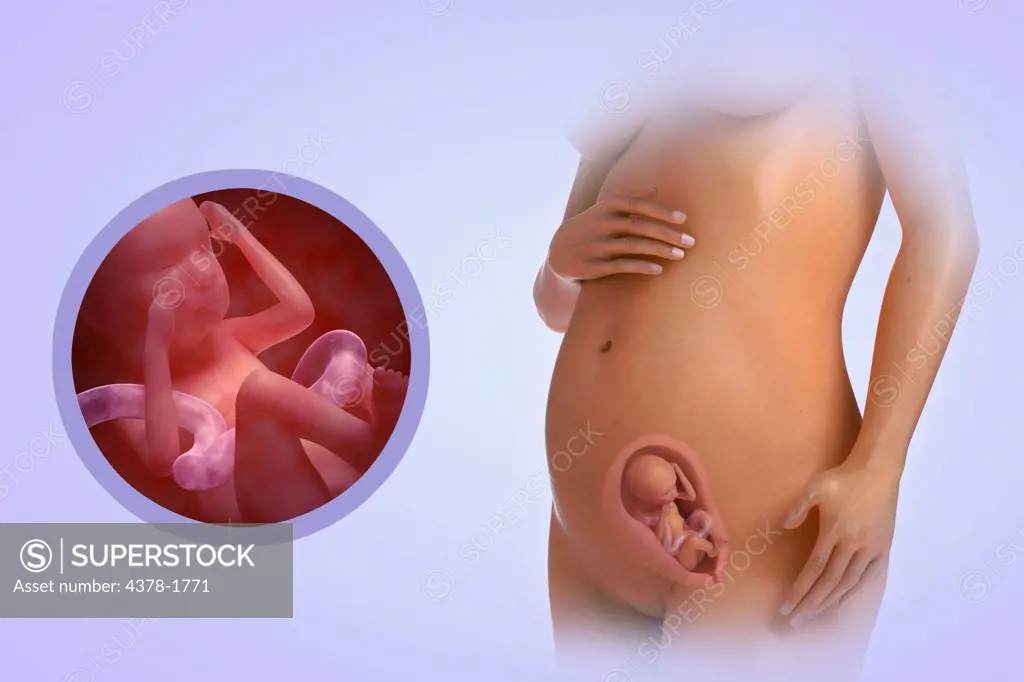 A human model showing pregnancy at week 19.