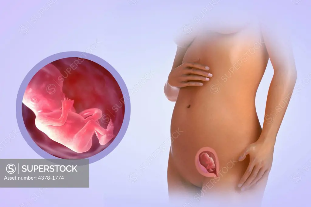 A human model showing pregnancy at week 13.
