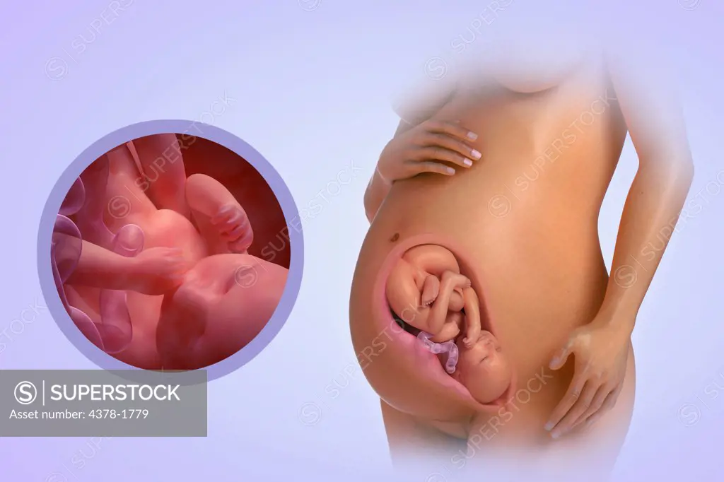 A human model showing pregnancy at week 37.