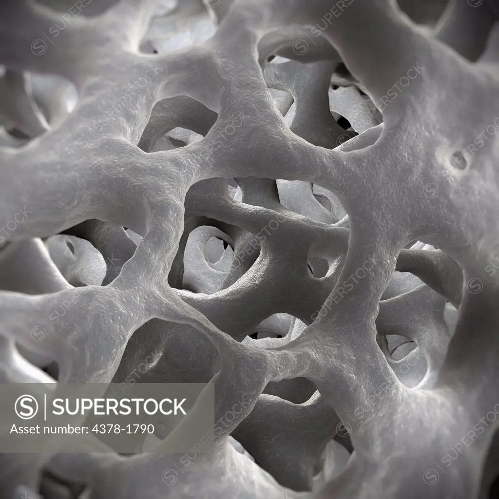 Perforated formations of cancellous or 'spongy' bone.
