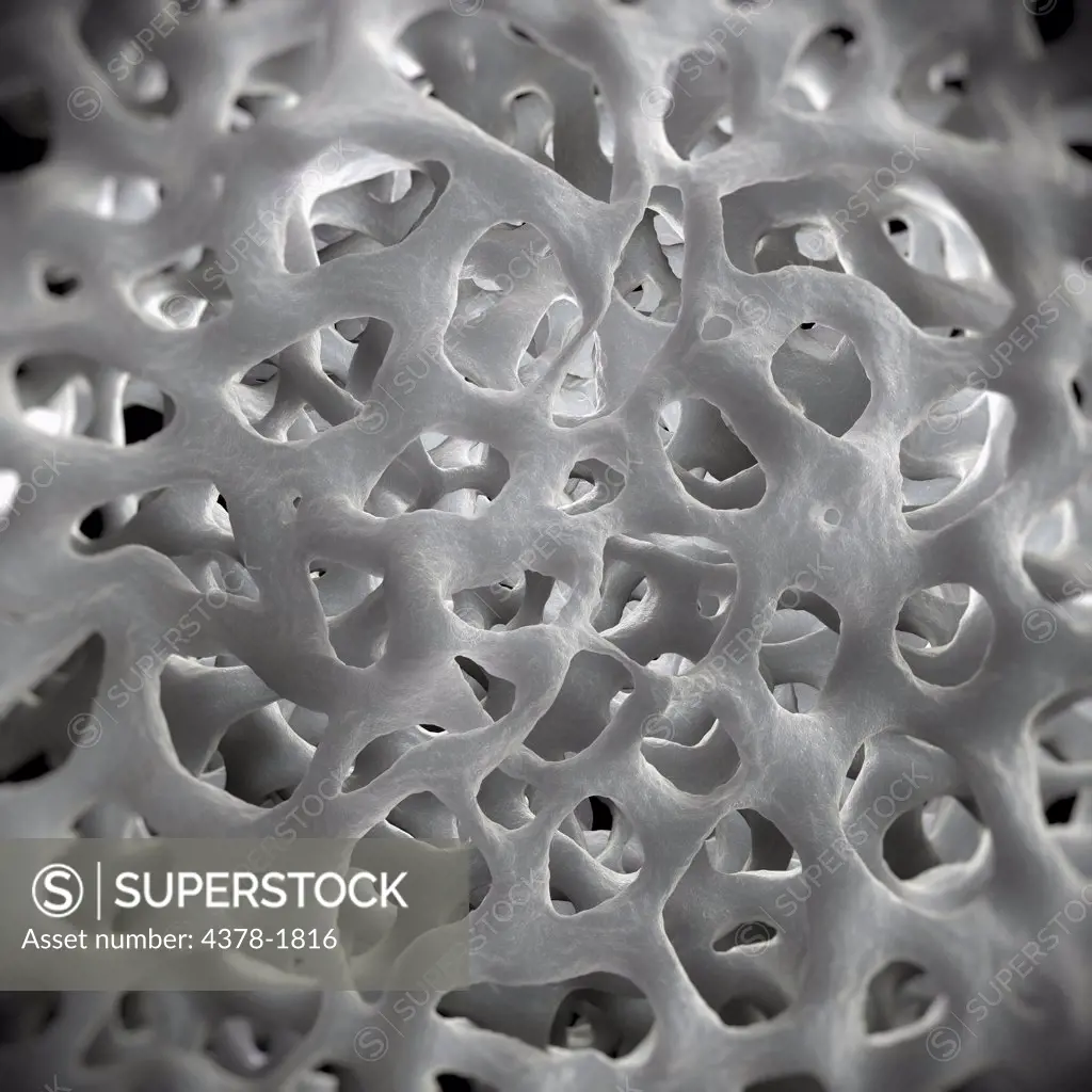 Perforated formations of cancellous or 'spongy' bone.