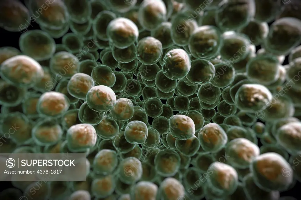 Group of MRSA bacterial cells.