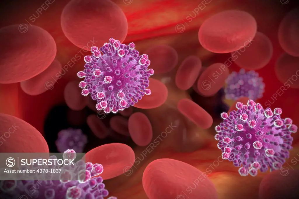 H1N1 swine flu virus particles being fought in the bloodstream.