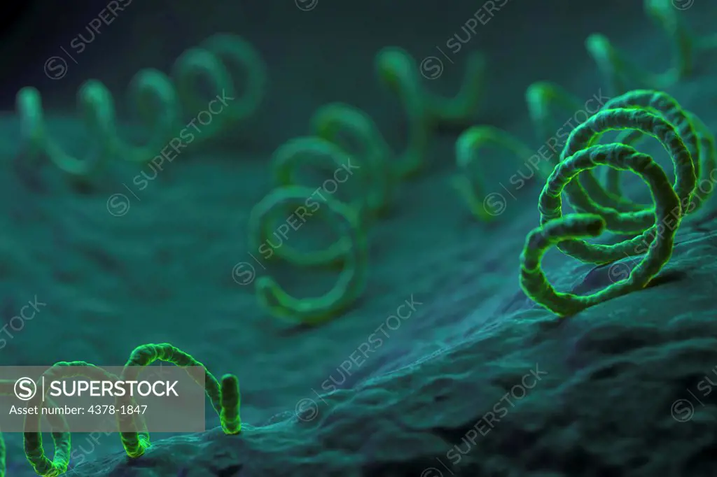 Treponema pallidum, the bacterium responsible for the dangerous sexually transmitted infection syphilis.