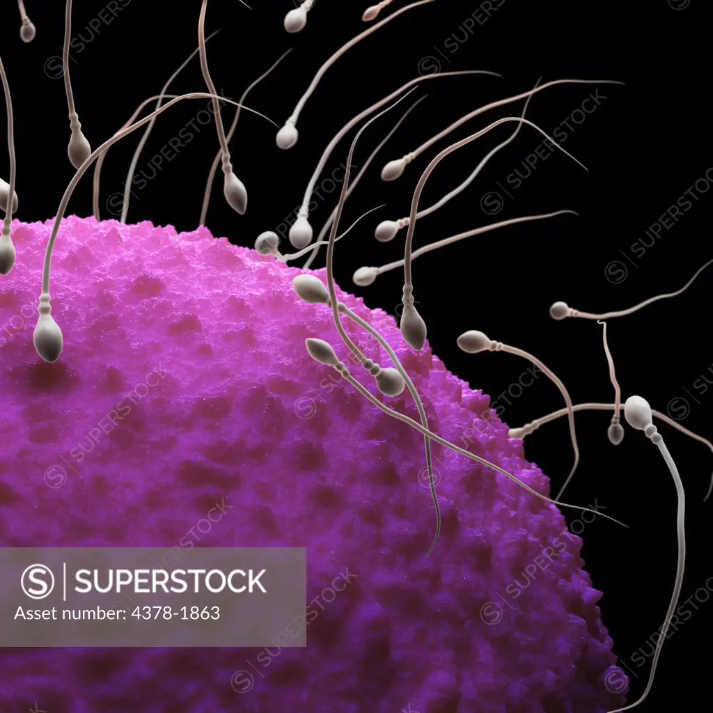 Sperm entering an ovum.