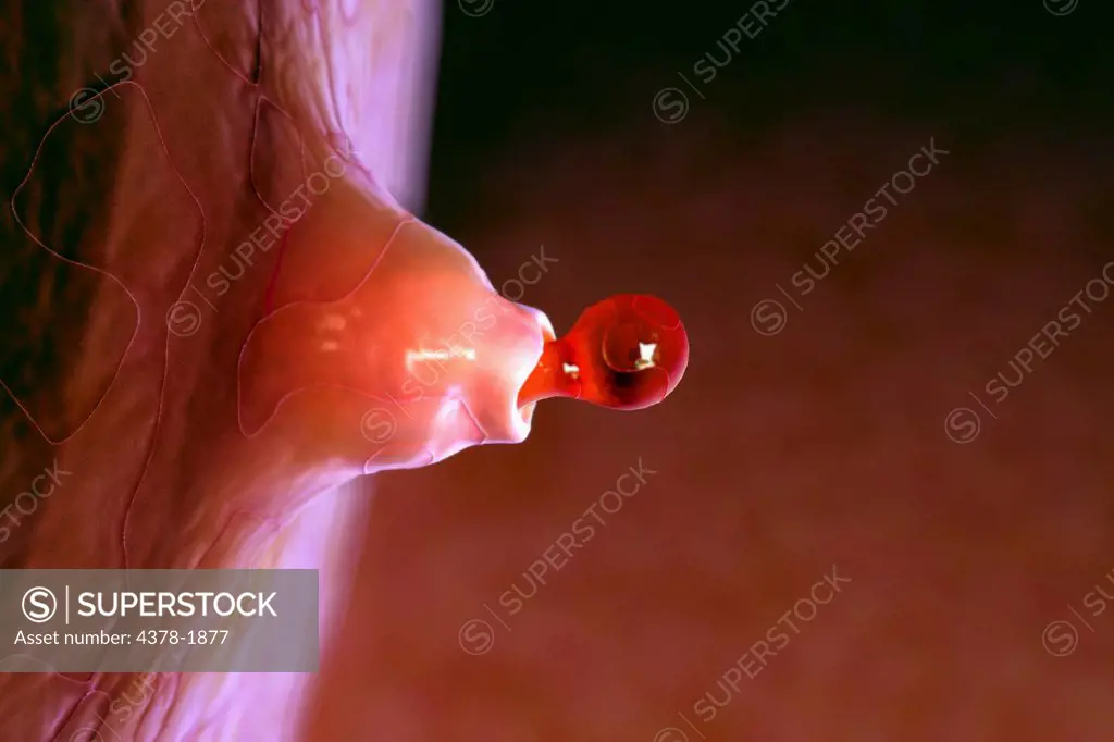 The process of ovulation inside a female body.