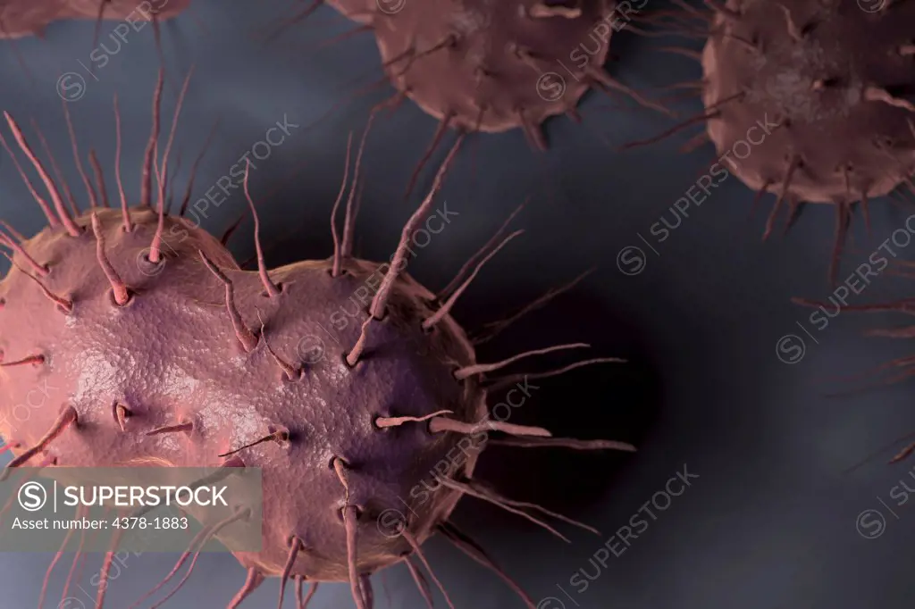 Neisseria gonorrhoeae, the bacterium responsible for the sexually transmitted infection gonorrhea.