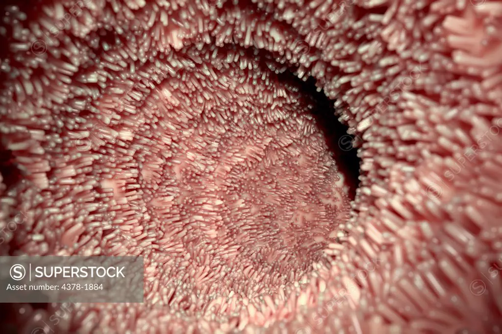 View of intestinal villi which can be found inside of the small intestine.