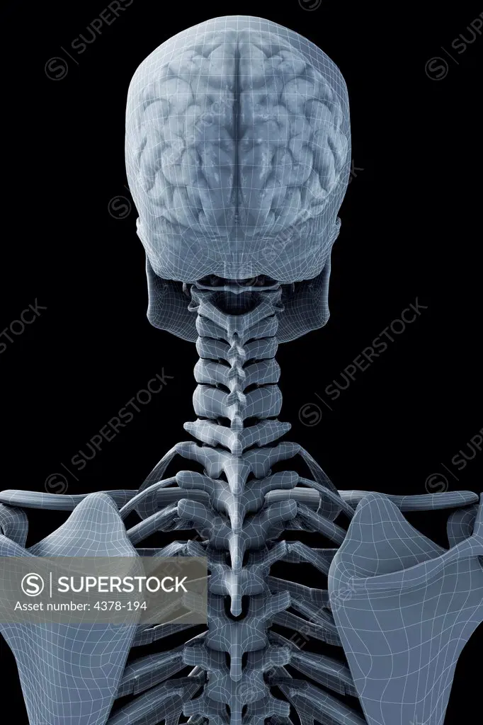 Rear view of the skeleton which has a wireframe appearance. The brain is visible within the skull.