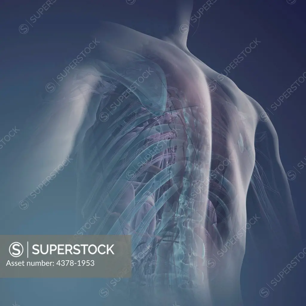 Rear of a human model showing internal anatomy.