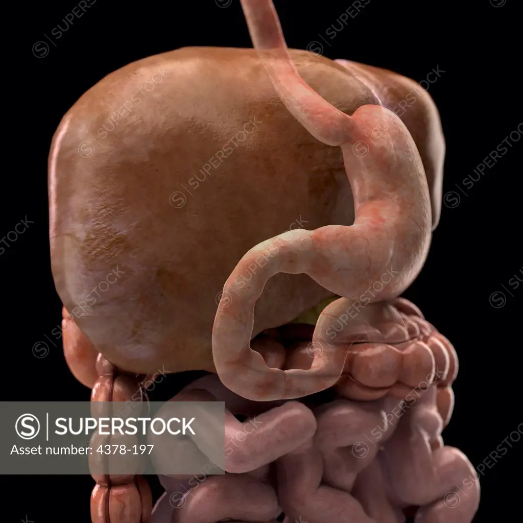 Three-quarter close up of the liver which is faded to show the position of the stomach relative to the spleen, gallbladder and intestines.