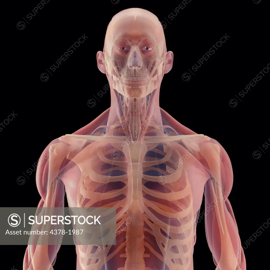 Anatomical model showing the skeletal structure of the human thorax and skull.