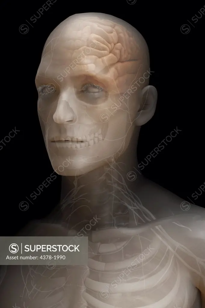 A human model showing nerves in the head and neck.