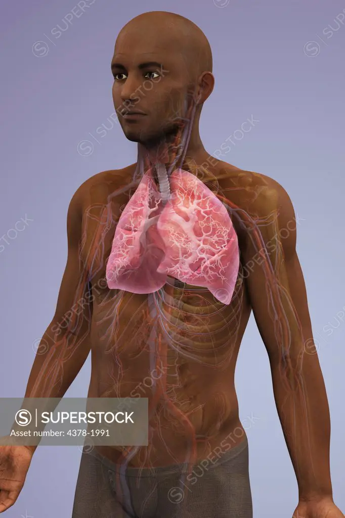 Anatomical model of African ethnicity showing the lungs and respiratory system.
