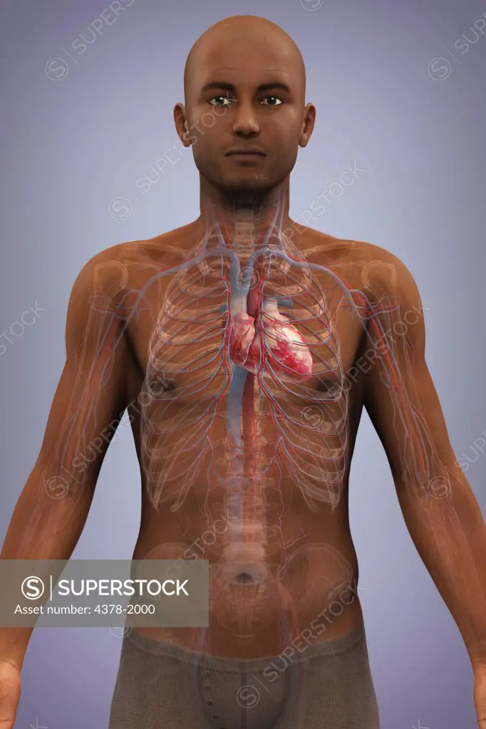Anatomical model of African ethnicity showing the heart and cardiovascular system.