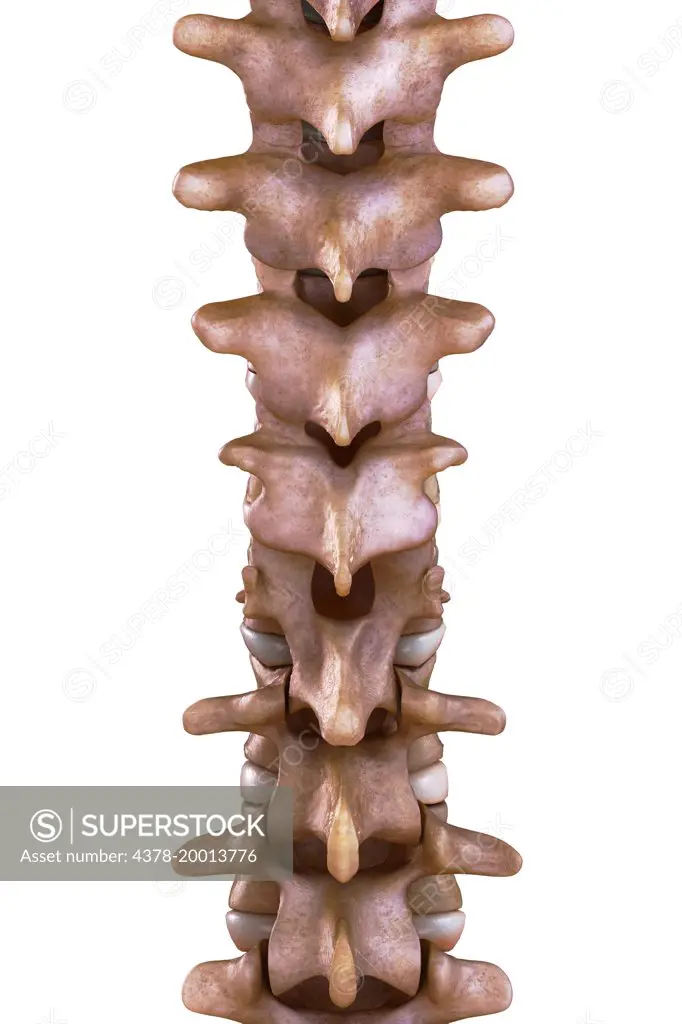 Thoracic Spinal Bones