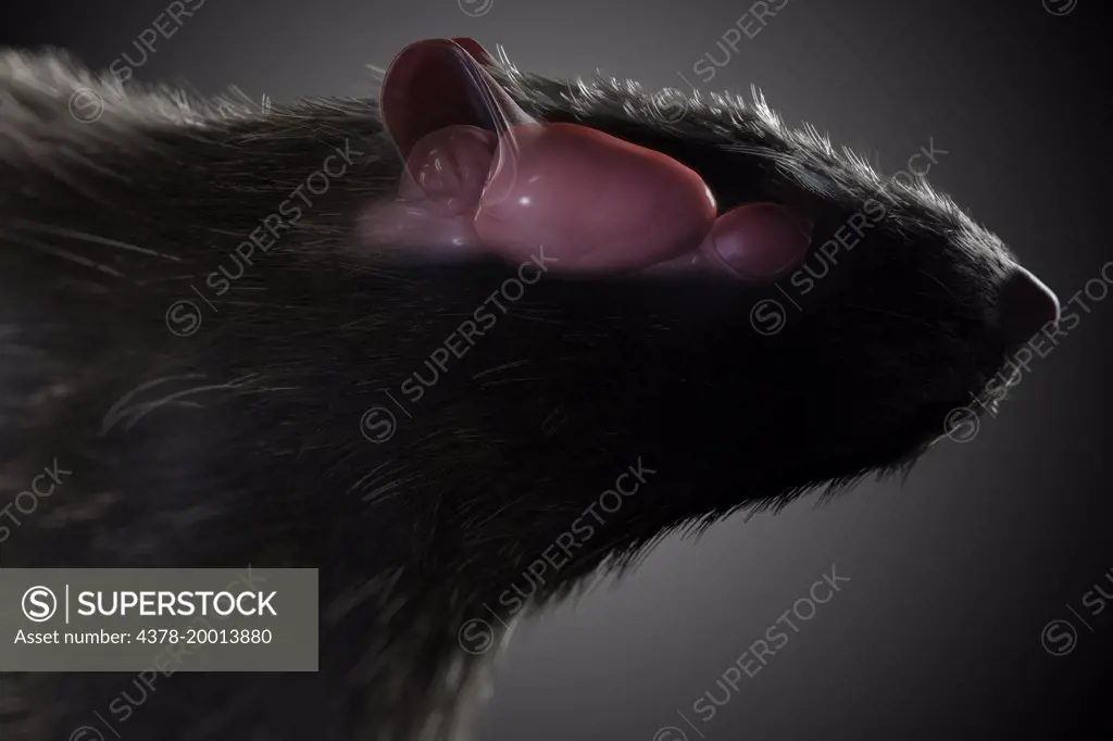 Rat Brain Anatomy