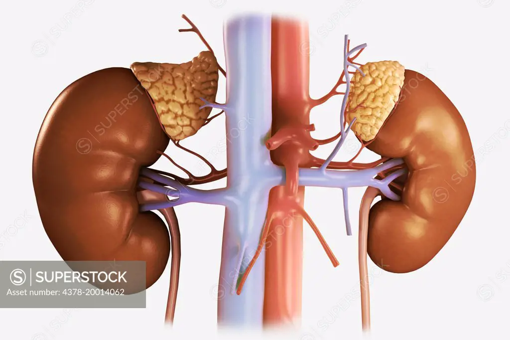 Human Kidney Anatomy