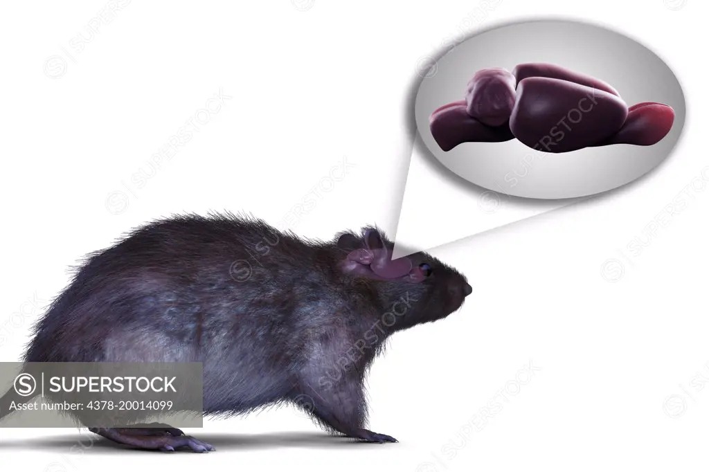 Rat Brain Anatomy