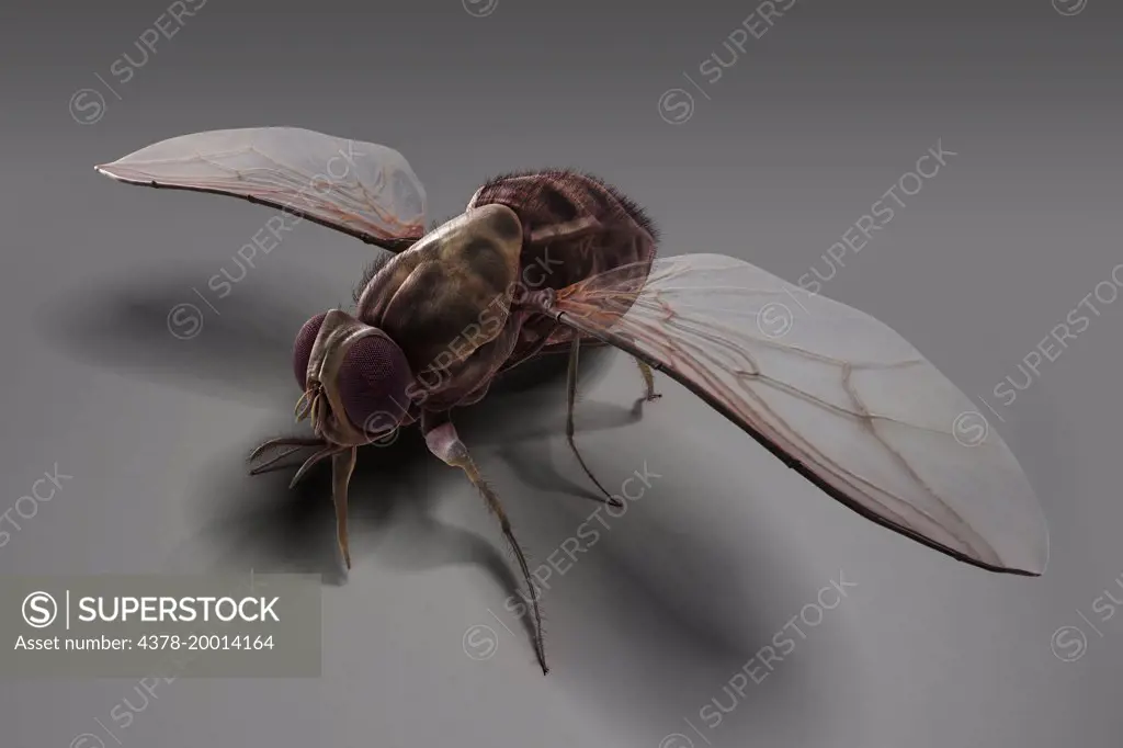 Tsetse Fly