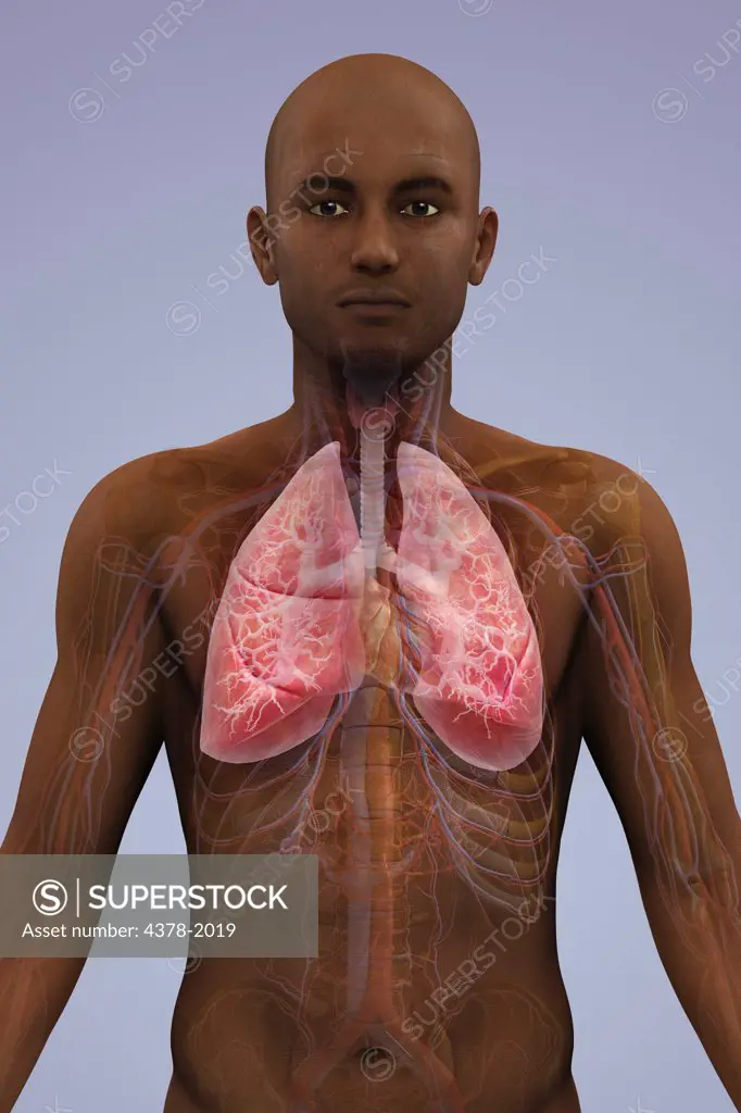 Anatomical model of African ethnicity showing the lungs and respiratory system.