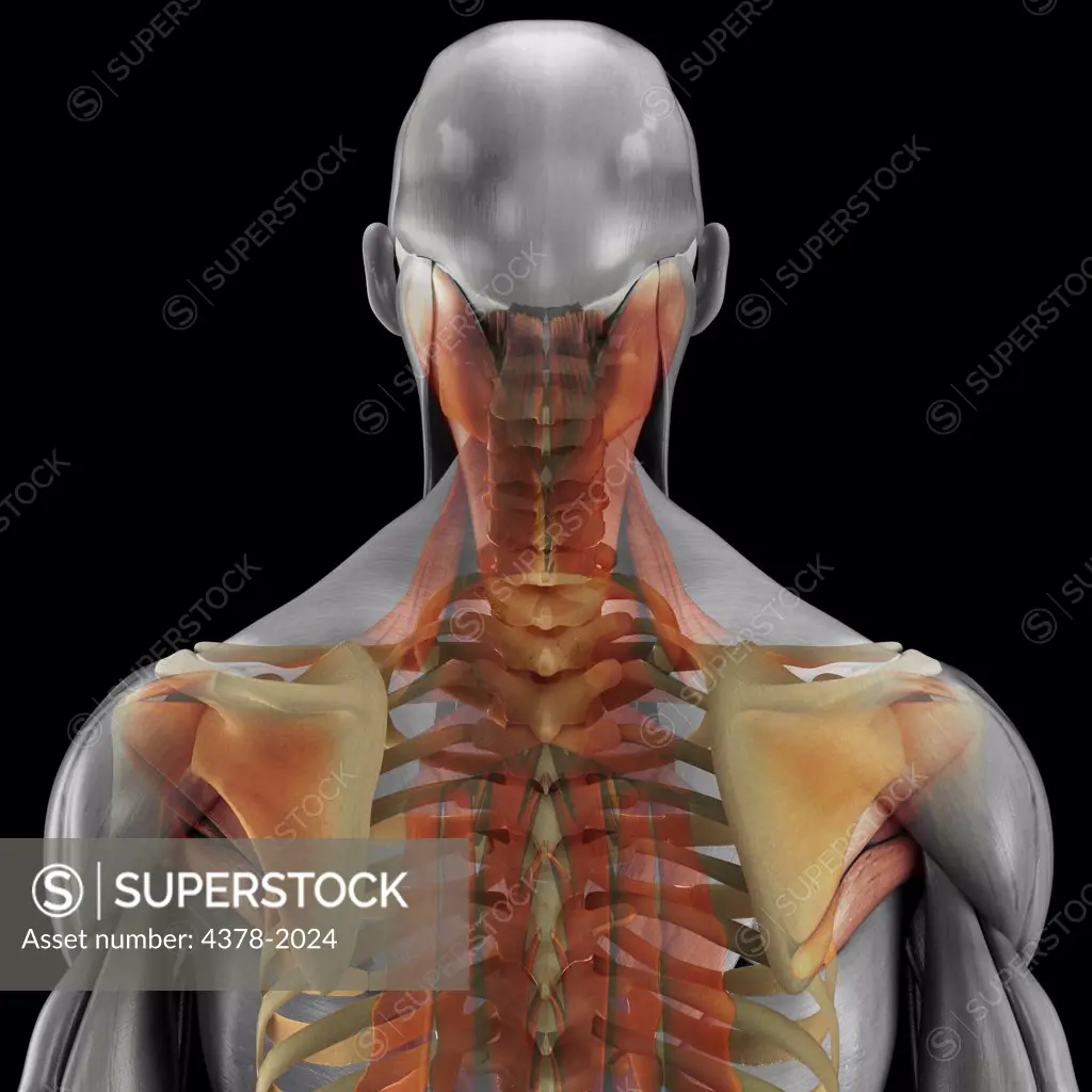 Anatomical model showing the deltoid muscles and scapula.