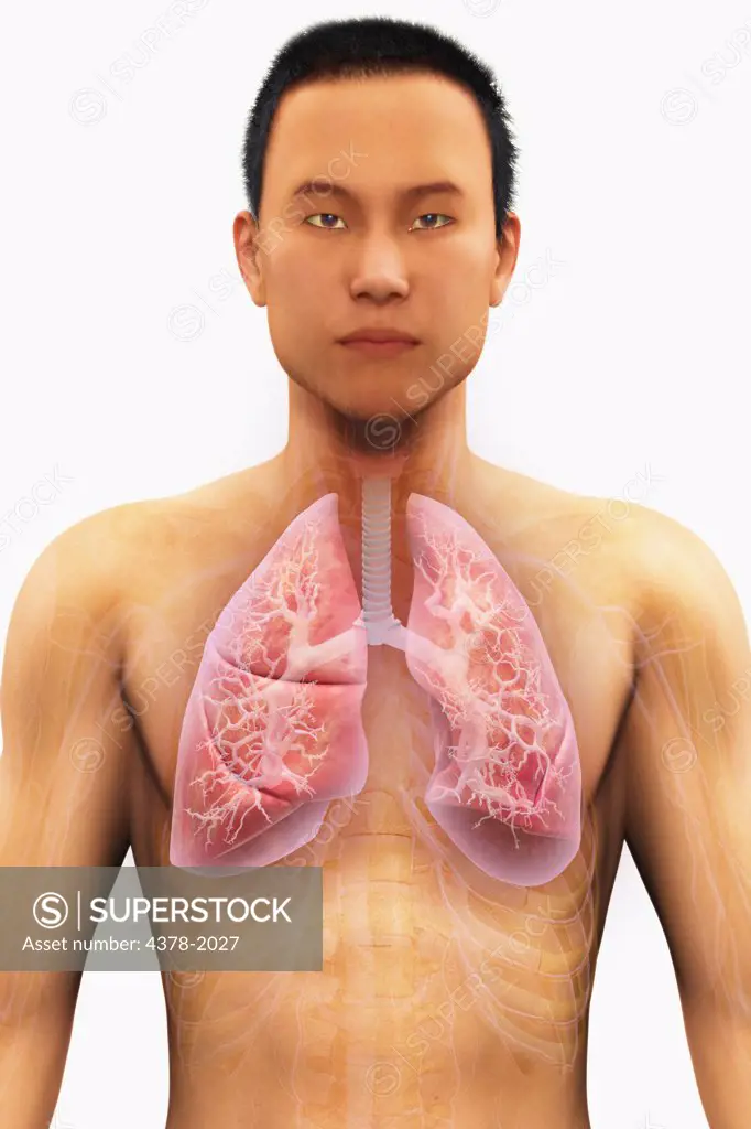 Anatomical model of Asian ethnicity showing lungs and respiratory system.