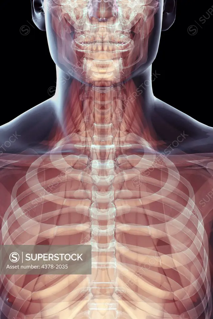 A human model showing the rib cage and spine.