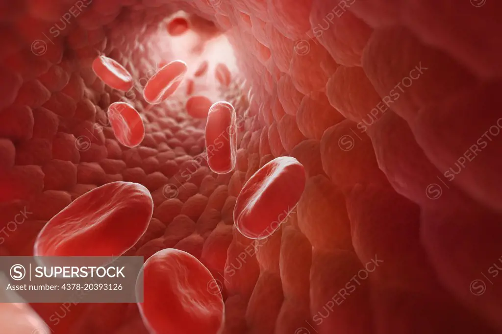 Red Blood Cells in Bloodstream