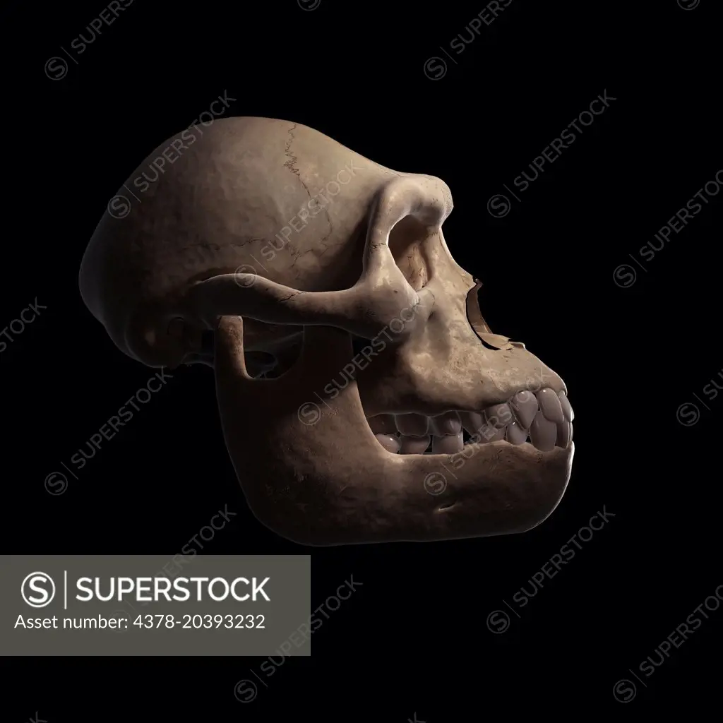 Australopithecus Skull