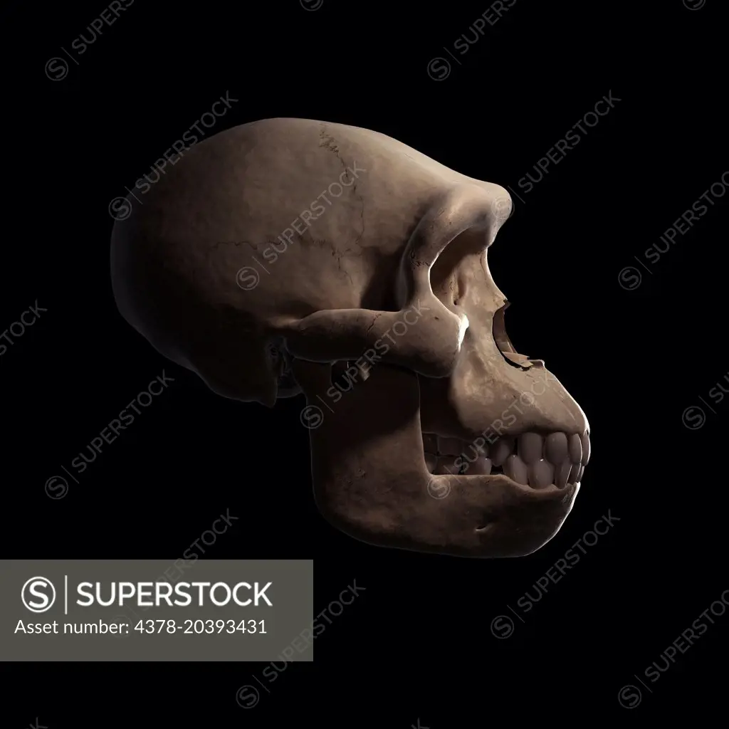 Homo Habilis Skull  